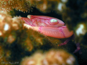 Pretty in Pink!..Coral Crab (Trapezia sp.) at Batu Bolong... by Brian Mayes 